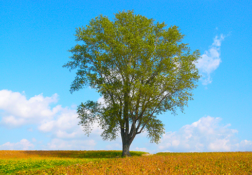セブンスターの木