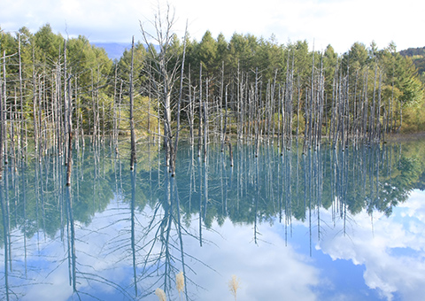 青い池