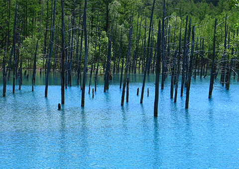 青い池