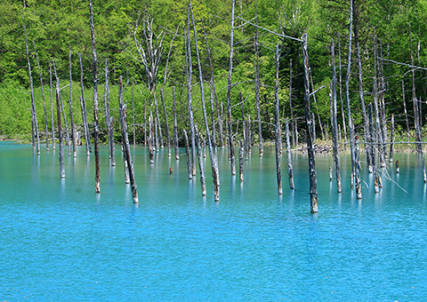 青い池